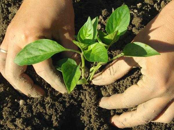 Условия для посадки овощей в почву и в теплицу.