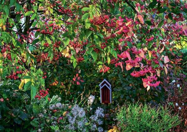 Деревья и кустарники с потрясающими плодами: осенние жемчужины для вашего сада