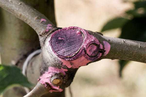Обрезка плодовых деревьев: термины, правила и инструменты