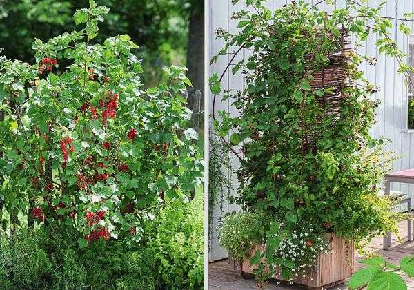 Узнайте, как вырастить ягодные кустарники в саду: Секреты хорошего урожая