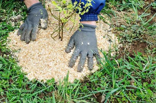 Правильные условия для голубики: почва и питательные вещества