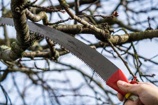 Обрезка плодовых деревьев: термины, правила и инструменты
