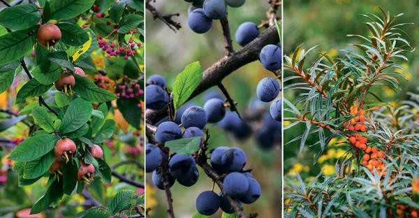 Деревья и кустарники с великолепными плодами: осенние жемчужины для вашего сада