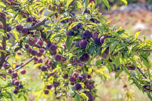 Саженцы плодовых деревьев - как выбрать сорт для своего сада?