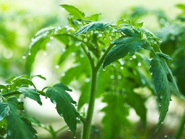 Сроки выращивания овощей в почве и теплицах
