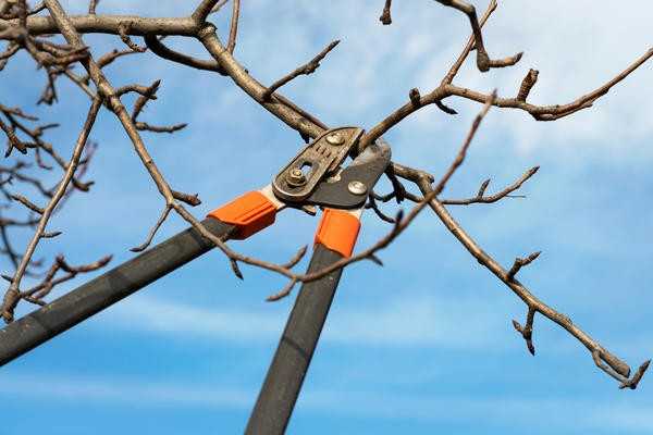 Обрезка плодовых деревьев: условия, правила и инструменты