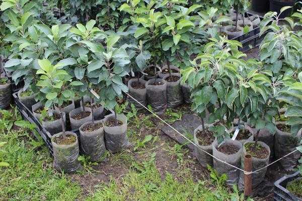 Мы надеемся, что наши советы и рекомендации помогут вам вырастить здоровые и полезные саженцы плодовых деревьев.