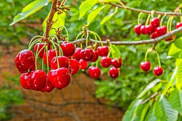 Саженцы плодовых деревьев - как выбрать сорт для вашего сада