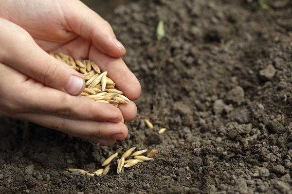 Семена - как выращивать, собирать и сохранять семена?