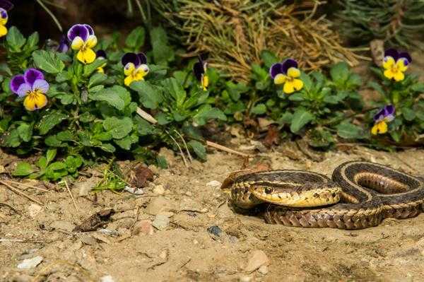 Как избавиться от змей в саду