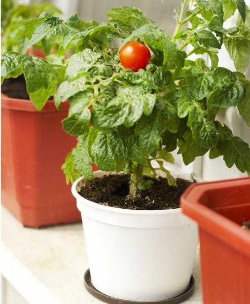 Какие овощи можно выращивать на подоконнике?