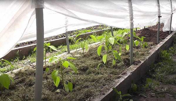 5 проблем с рассадой после пересадки: как помочь вашим растениям