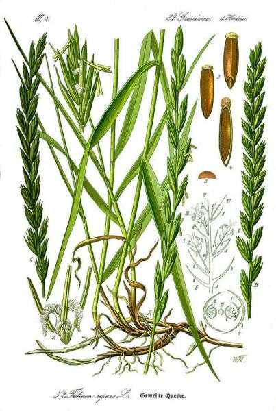 Диванная трава: как она размножается и как от нее избавиться