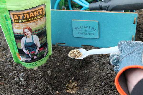 Посадка рассады в грунт и теплицу: как подготовить растения и почву