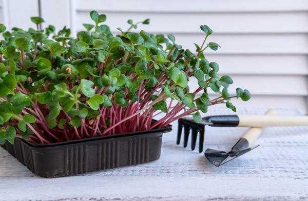 Овощеводство на окне - что нужно для выращивания овощей и трав в домашних условиях