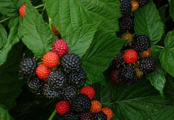 Черная малина Камберленд: преимущества и недостатки сорта