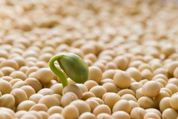 Семена: как подготовить семена перед посевом