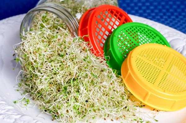 Как вырастить микрозелень в домашних условиях: 6 способов