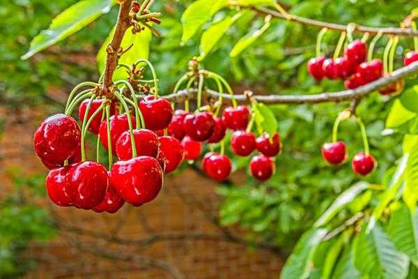 Саженцы плодовых культур: как выбрать сорт для своего сада