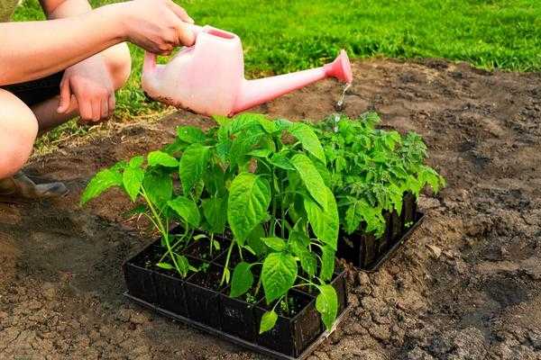 Посадка рассады в грунт и теплицу: как подготовить растения и почву