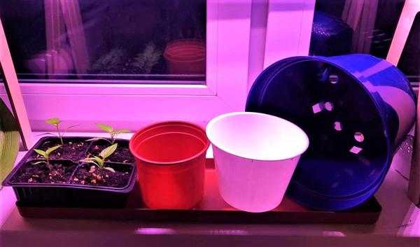 Овощной сад на окне - что нужно для выращивания овощей и зелени в домашних условиях