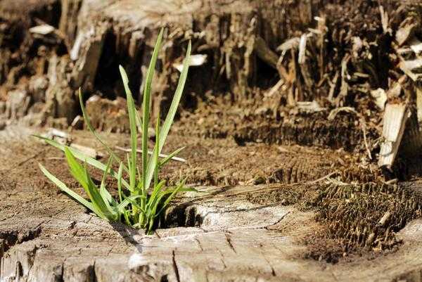 Диванная трава: как она размножается и как от нее избавиться