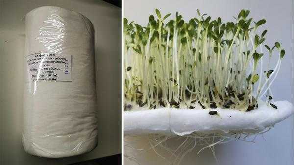 Как вырастить микрозелень в домашних условиях: 6 способов