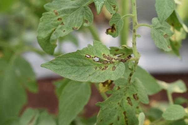5 проблем с прорастанием семян после пересадки: как помочь растениям