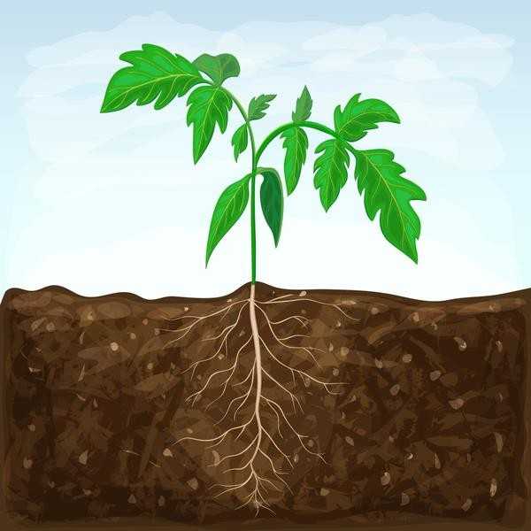 Посадка рассады в открытом грунте и в теплице: как подготовить растения и почву