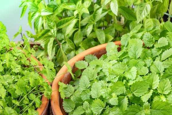 Зелень на подоконнике: как вырастить 11 растений
