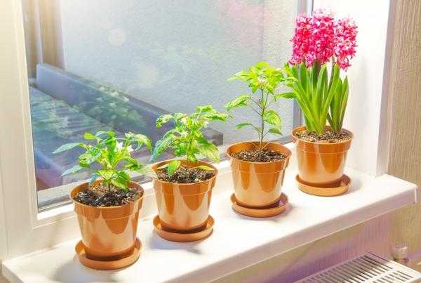 Овощной сад на окне: что нужно для выращивания овощей и трав в домашних условиях