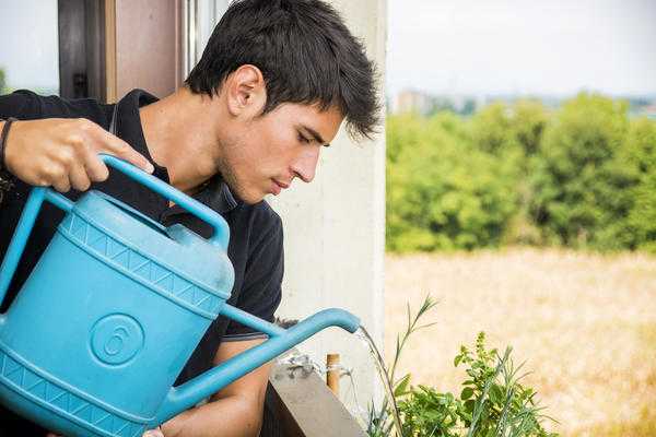 Особенности полива растений в домашних условиях в огороде