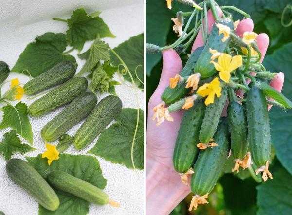 Какой вид овощей можно выращивать на подоконнике?