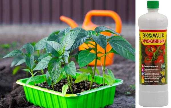 5 проблем с прорастанием семян после пересадки: как помочь растениям