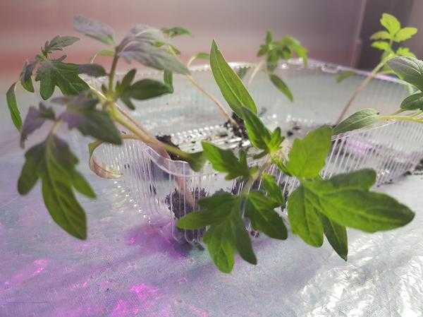 Светодиодные фитосветильники для растений: что нужно знать, чтобы выбрать