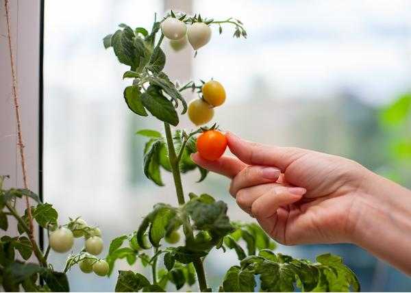 Овощной сад на окне - что нужно для выращивания овощей и зелени в домашних условиях