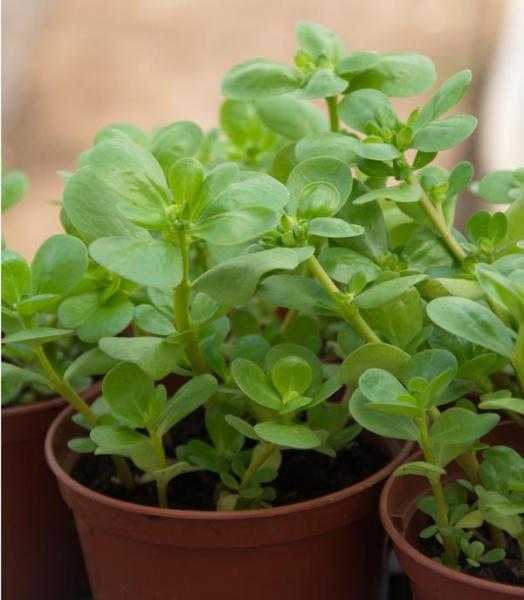 Зелень на подоконнике: как вырастить 11 растений