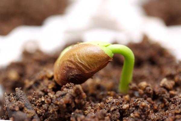 Семена: Как подготовить почву к посеву?