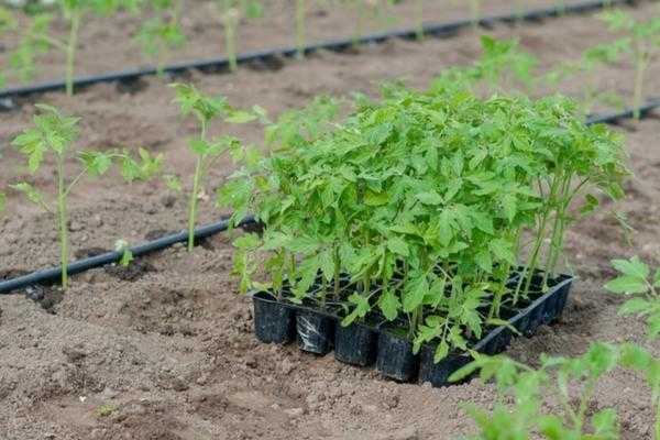 Как подготовить растения и почву перед посадкой рассады в поле и теплице