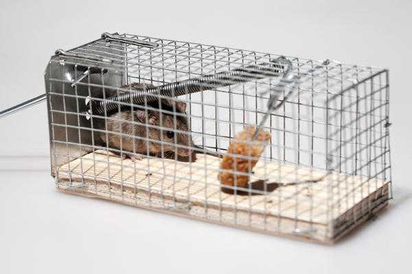 Как избавиться от мышей в домашних условиях: проверенные способы