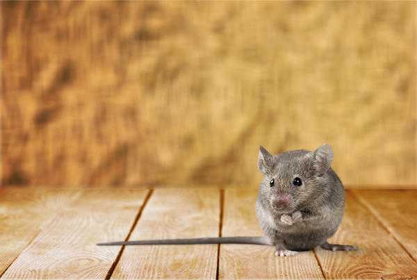 Как избавиться от мышей в домашних условиях: проверенные способы