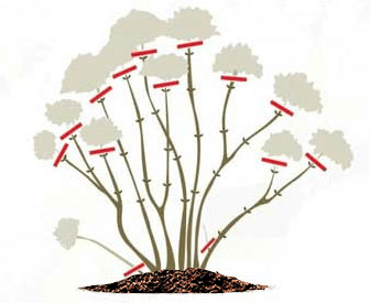 Садовые гортензии крупнолистные – посадка, уход в грунте, обрезка.