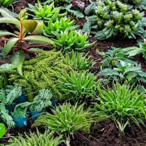 Уход за растениями: поливы, подкормки, обрезка и формирование видов, проблемы и способы их решения.