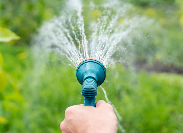 Особенности полива в жару: 5 правил, чтобы не навредить растениям
