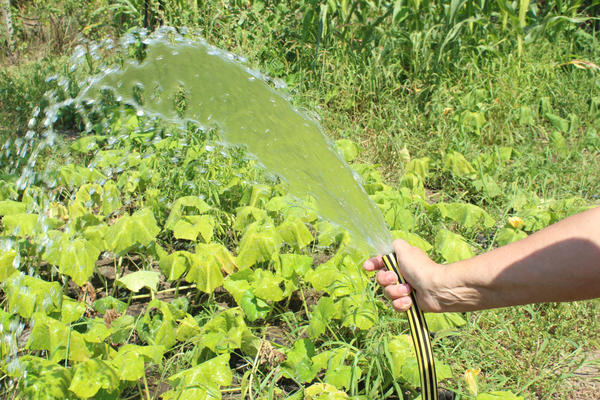 Особенности полива в жару: 5 правил, чтобы не навредить растениям