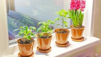 Огород на окне: что нужно для выращивания овощей и зелени в домашних условиях Огород на окне: что нужно для выращивания овощей и зелени в домашних условиях 902c8e4e22287d9ccd7545a4c587460a 390x220