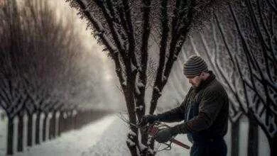 Когда лучше обрезать деревья зимой или осенью. Когда лучше обрезать деревья зимой или осенью. iUuW5DRnWvs 390x220